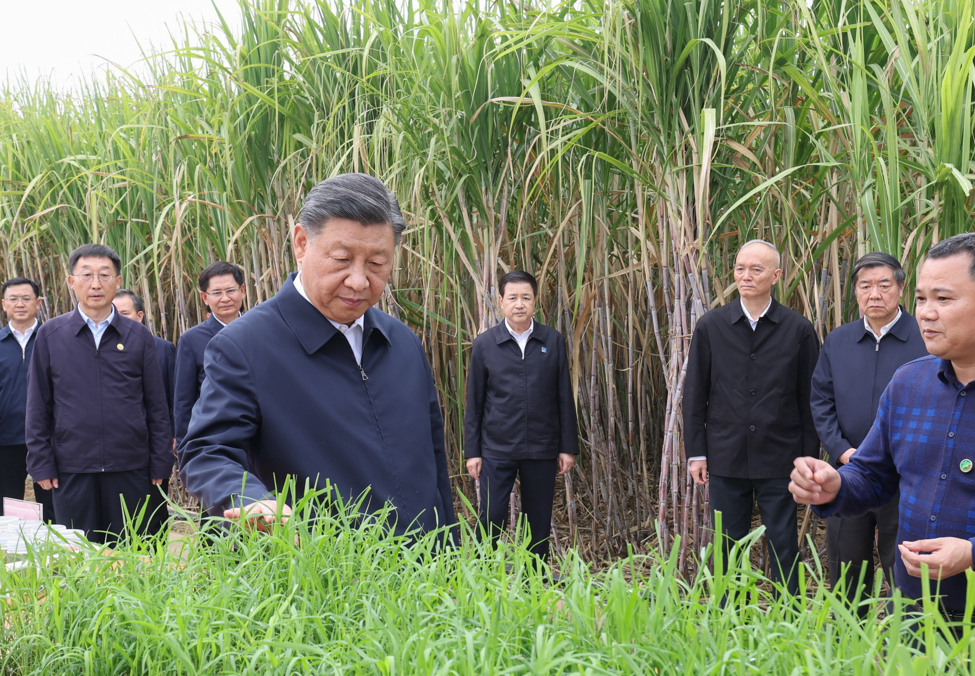 甘蔗种植赚钱吗_种植甘蔗致富_致富甘蔗种植视频