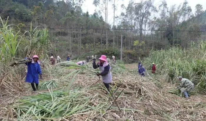 致富甘蔗种植视频_种植甘蔗致富_致富甘蔗种植技术视频