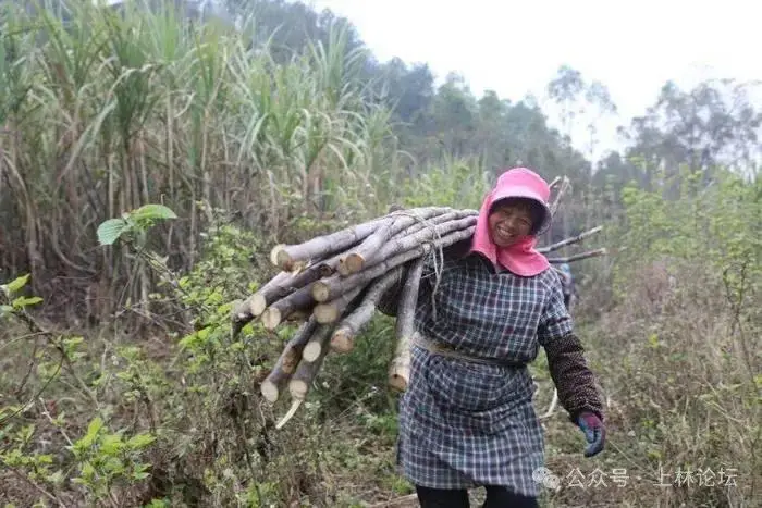 致富甘蔗种植视频_种植甘蔗致富_致富甘蔗种植技术视频
