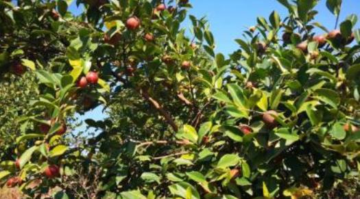 老农辛苦种植的“油茶树”，一年十几万的收益，叶子还能做饼吃