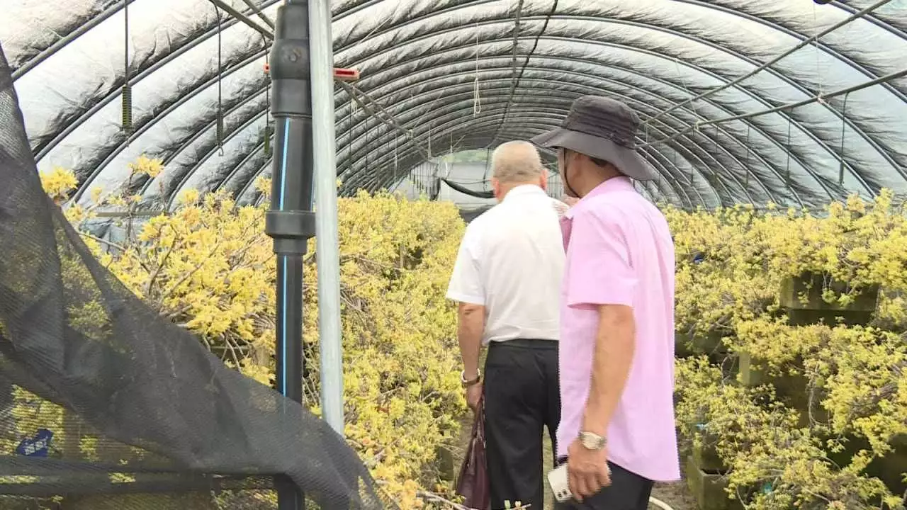 多模式探索铁皮石斛发展之路 高标准打造大荆农业产业强镇播报文章