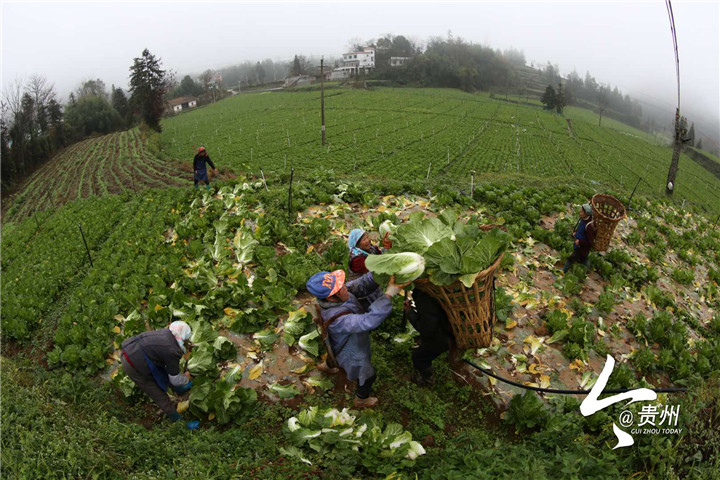 勒米村的蔬菜种植基地上，村民正在采摘新鲜白菜.jpg