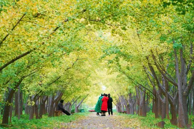 致富银杏种植方法_银杏种植致富_致富银杏种植条件