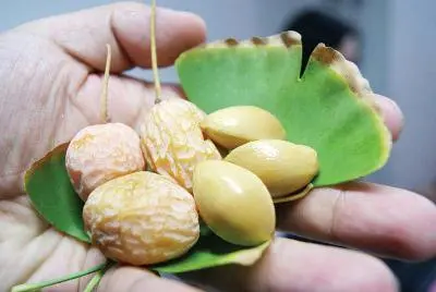 银杏种植致富_致富银杏种植条件_致富银杏种植方法