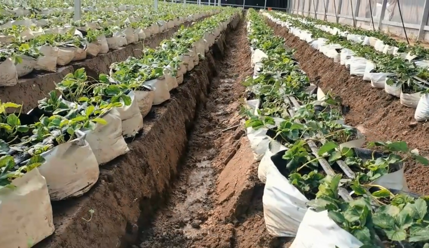 种植草莓技术哪里学_种植草莓技术教程_草莓种植(技术