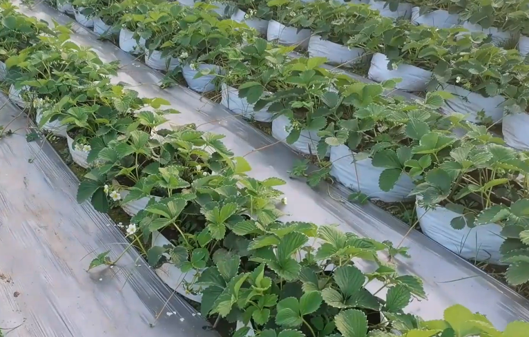 种植草莓技术哪里学_草莓种植(技术_种植草莓技术教程