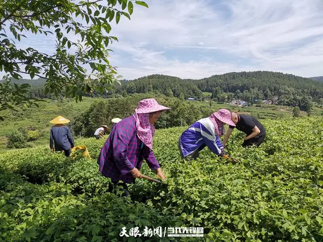 银杏种植致富_银杏种植利润_致富银杏种植基地在哪