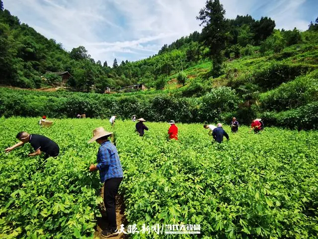 银杏种植利润_致富银杏种植基地在哪_银杏种植致富