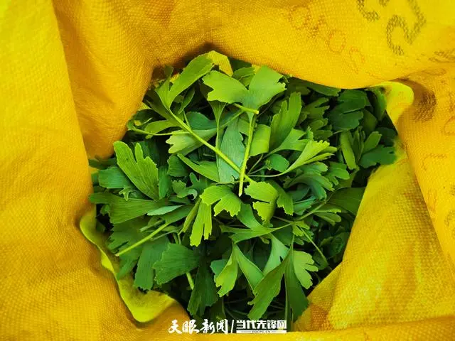 银杏种植利润_银杏种植致富_致富银杏种植基地在哪