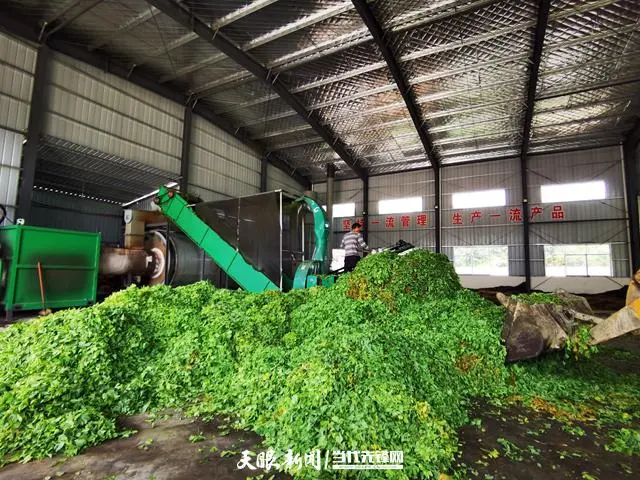 致富银杏种植基地在哪_银杏种植利润_银杏种植致富