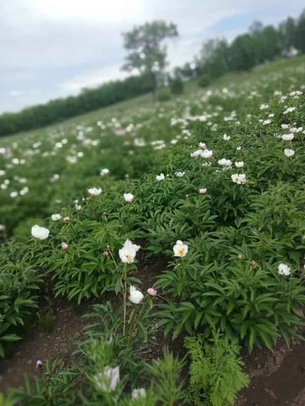 致富种植赤芍技术要点_种植赤芍的前景如何_致富经赤芍种植技术