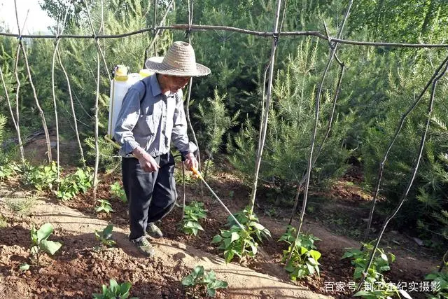 致富银杏种植条件_致富银杏种植方法_银杏种植致富