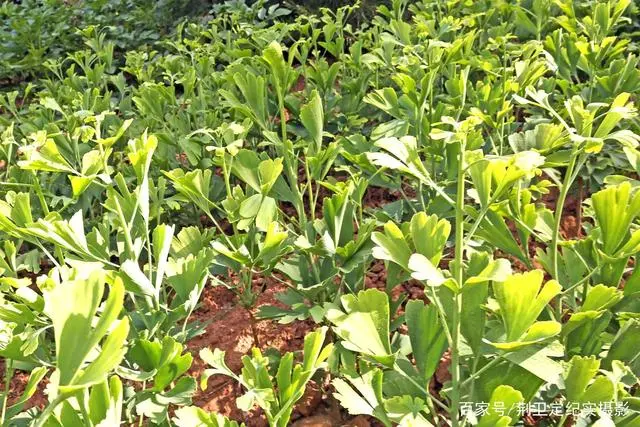 银杏种植致富_致富银杏种植方法_致富银杏种植条件
