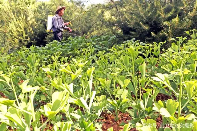 银杏种植致富_致富银杏种植条件_致富银杏种植方法