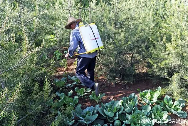 致富银杏种植条件_致富银杏种植方法_银杏种植致富