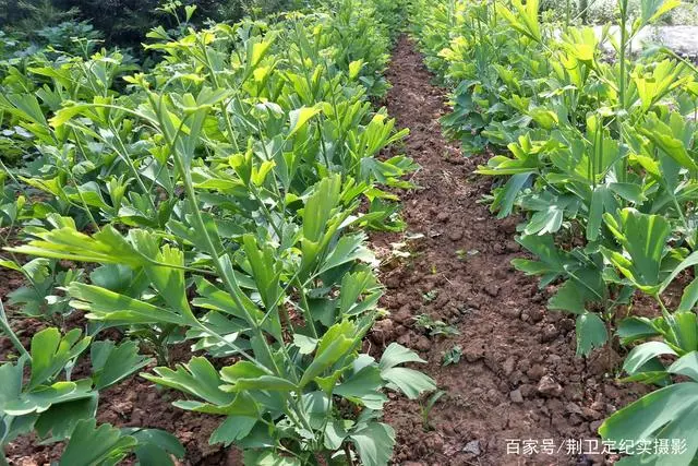 致富银杏种植方法_致富银杏种植条件_银杏种植致富
