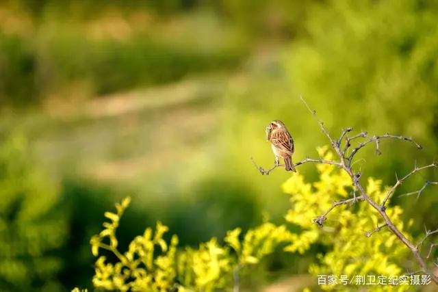 致富银杏种植方法_致富银杏种植条件_银杏种植致富