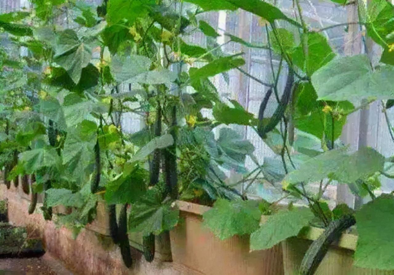 在阳台种黄瓜当“窗帘”，清爽舒适，一直能结到9月份，吃不停