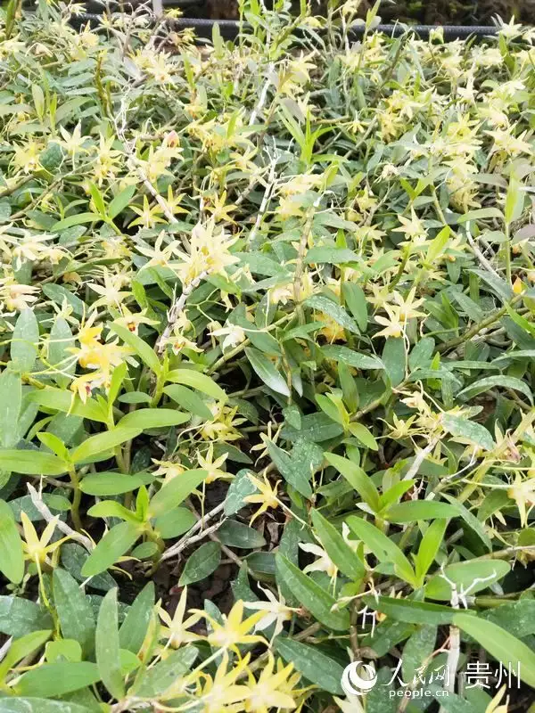 铁皮石斛种植赚钱吗_种植铁皮石斛的效益_种植铁皮石斛致富
