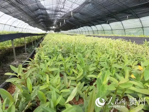 铁皮石斛种植赚钱吗_种植铁皮石斛致富_种植铁皮石斛的效益