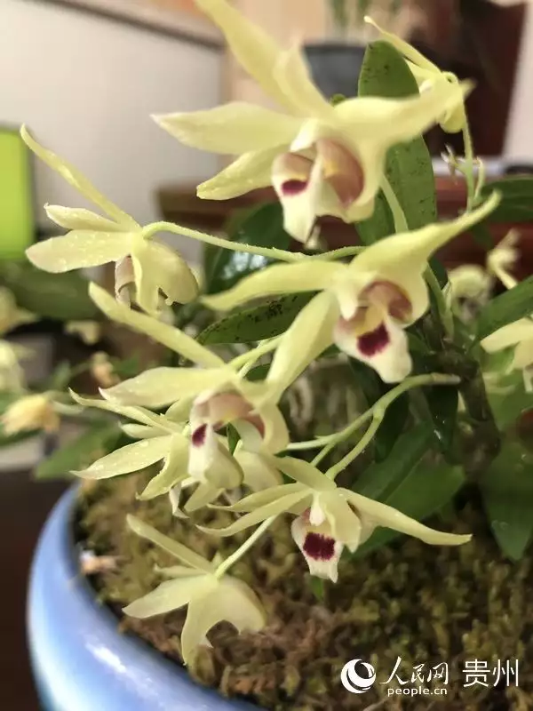 种植铁皮石斛的效益_种植铁皮石斛致富_铁皮石斛种植赚钱吗