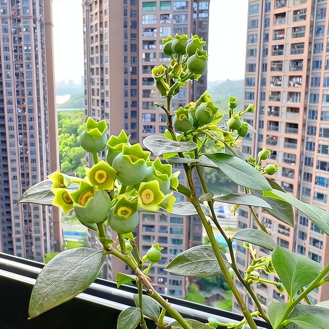 阳台养殖致富_致富养殖视频_阳台致富经