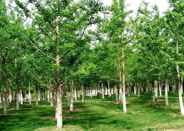 致富银杏种植基地在哪_致富银杏种植条件_银杏种植致富