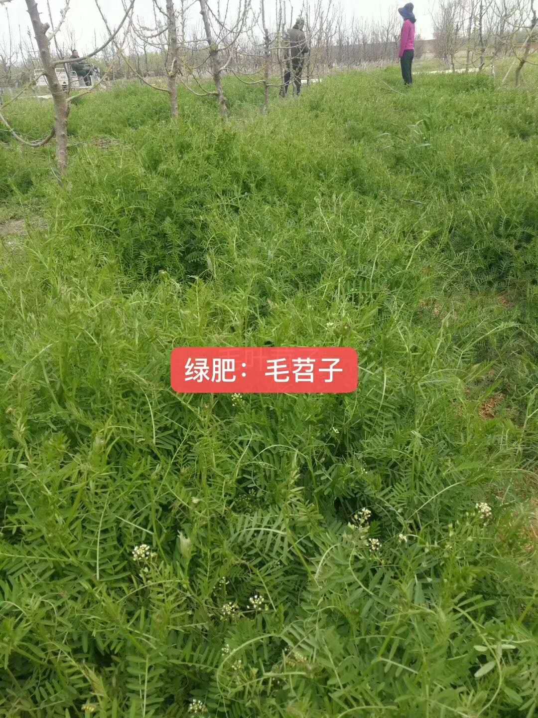 四季种植野豌豆一律平价