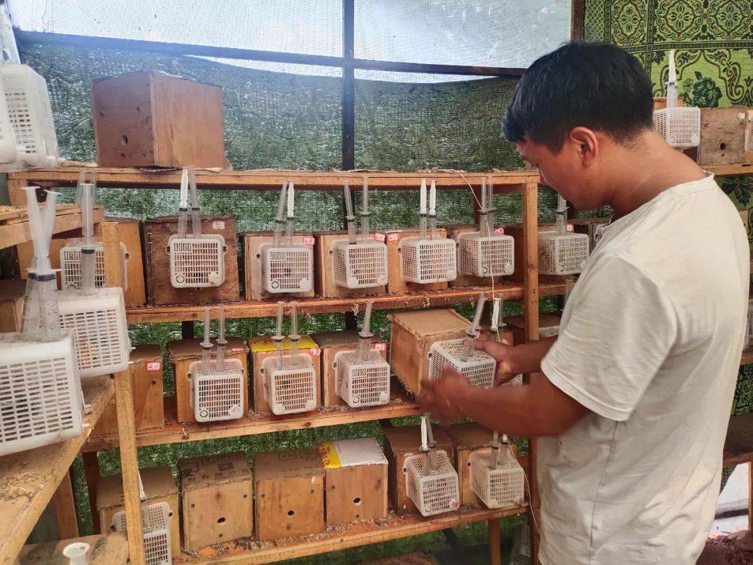 贵州胡蜂养殖公司_致富贵州养殖胡蜂视频_致富经贵州胡蜂养殖