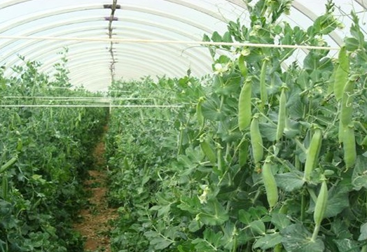 荷兰豆种植多久可以采收，荷兰豆种植时间和方法介绍
