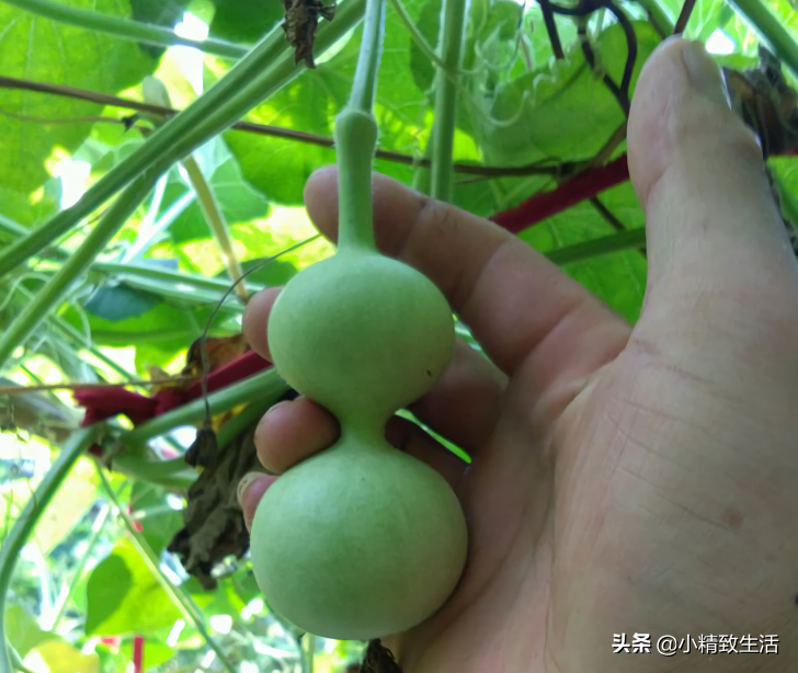 阳台养殖什么可以赚钱_阳台养殖致富_致富经阳台养龟视频