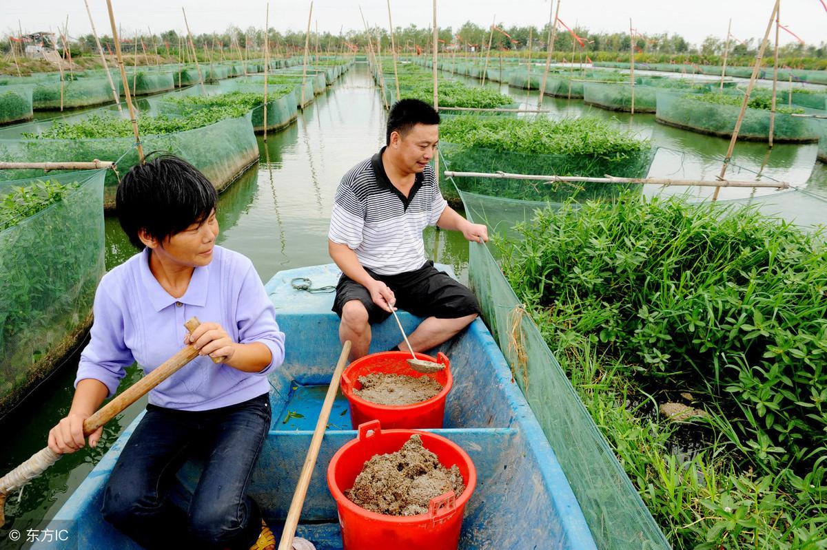 养殖黄鳝的全部流程_养殖黄鳝的技术与资料_黄鳝养殖技术规范