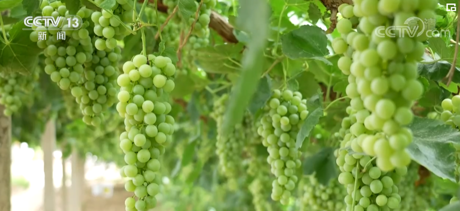 cctv7葡萄种植全部视频_致富经葡萄栽培技术视频_种植葡萄致富视频