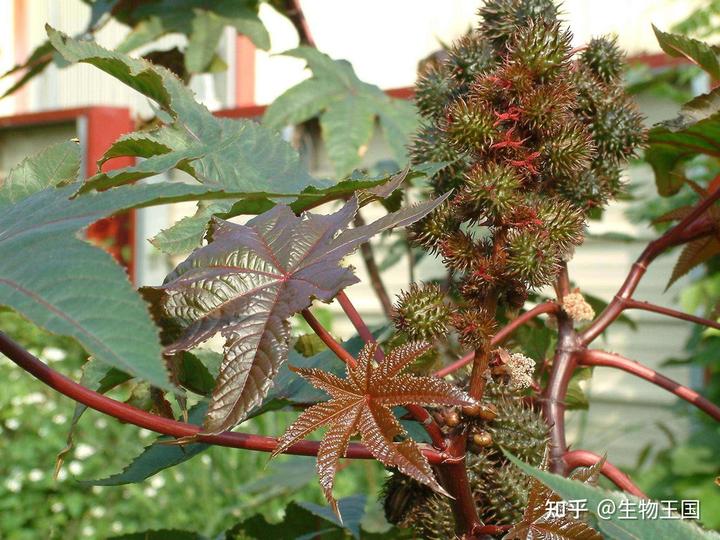种植蓖麻致富_致富经蓖麻种植视频_种植蓖麻可致富