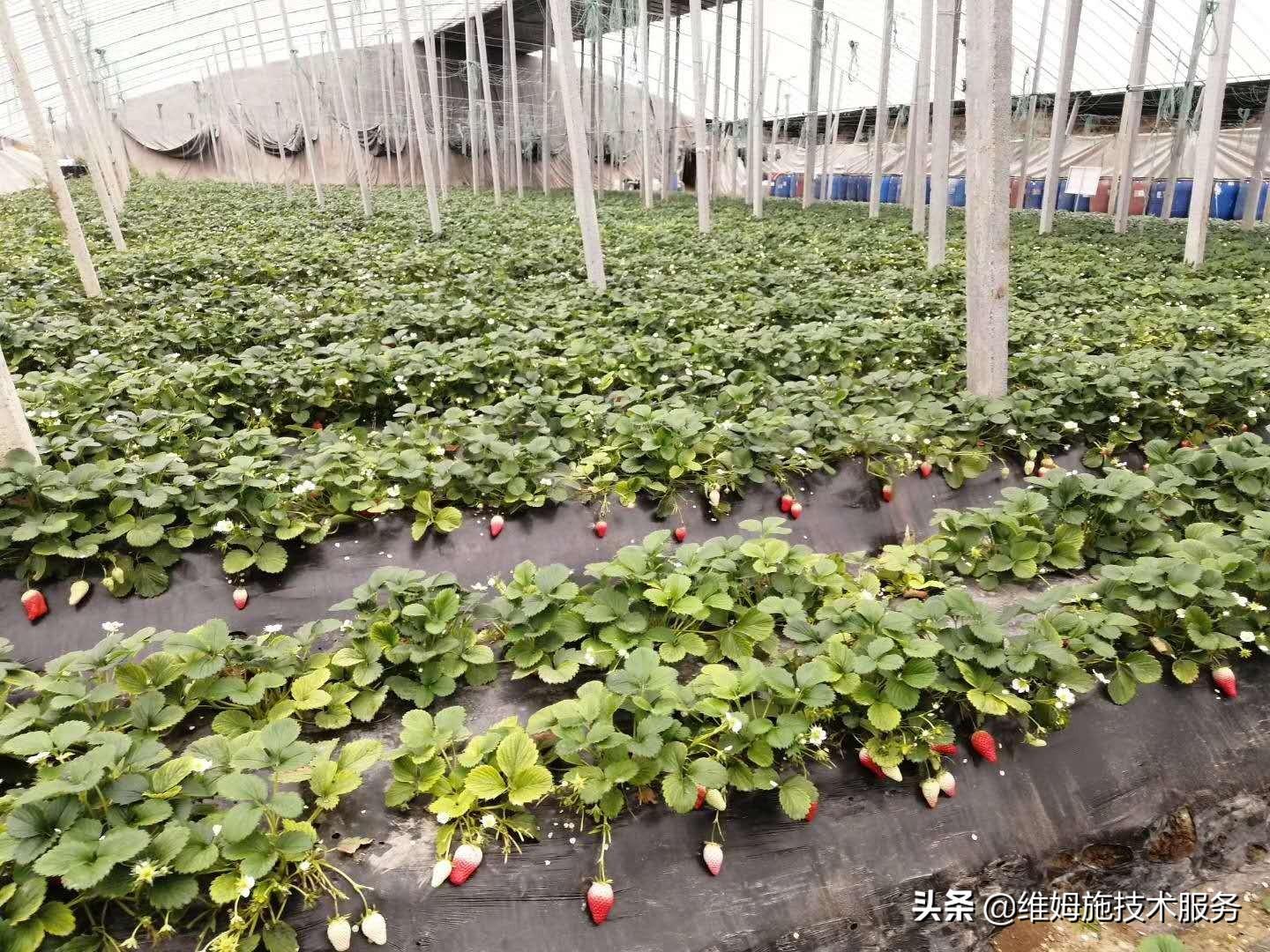 种植草莓技术教程_草莓种植(技术_种植草莓技术及日常管理