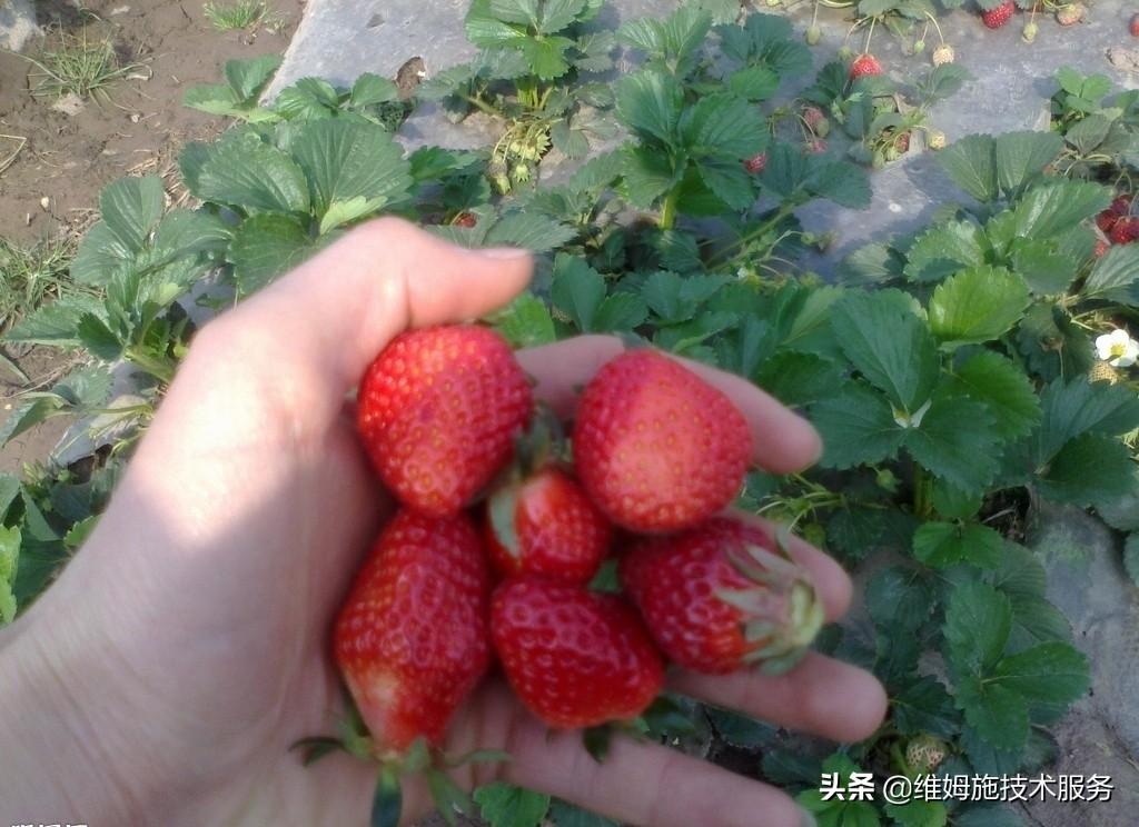 种植草莓技术教程_草莓种植(技术_种植草莓技术及日常管理