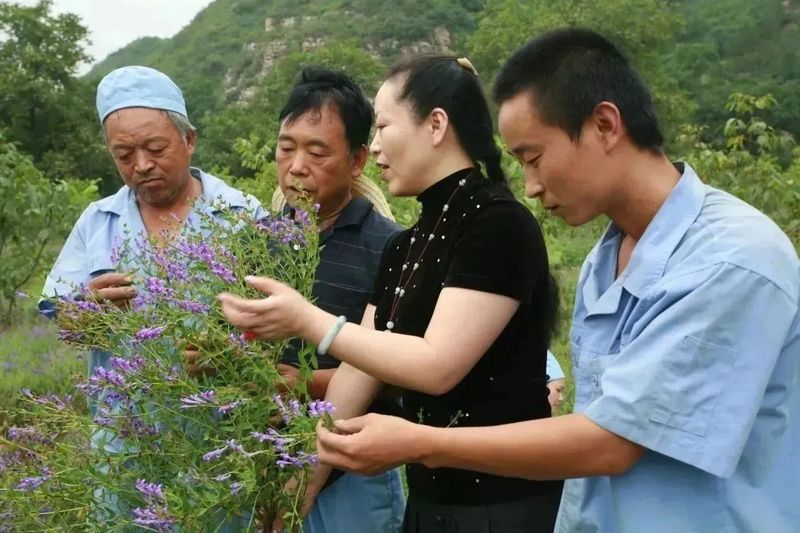 致富经茶花种植_种植茶花的前景怎样_致富种植茶花图片