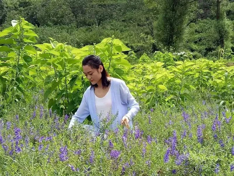 致富种植茶花图片_致富经茶花种植_种植茶花的前景怎样
