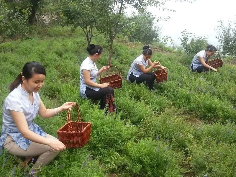 种植茶花的前景怎样_致富经茶花种植_致富种植茶花图片