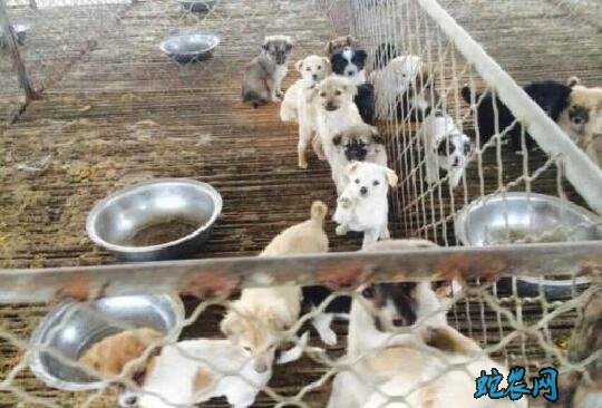 肉狗养殖利润