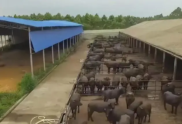牛粪养猪技术成熟吗_牛粪养殖致富吗_牛粪养猪技术视频
