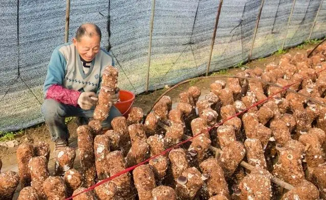 牛粪养猪技术成熟吗_牛粪养殖致富吗_牛粪养猪技术视频