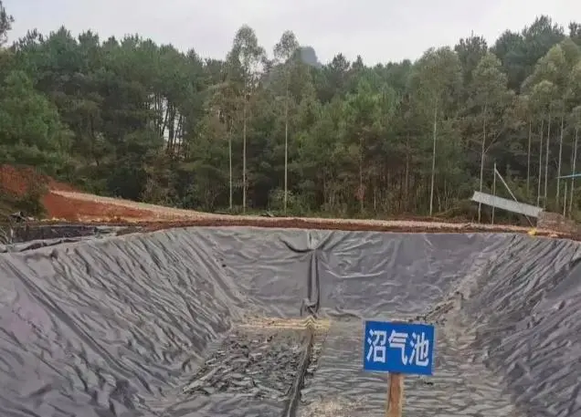 牛粪养殖致富吗_牛粪养猪技术成熟吗_牛粪养猪技术视频