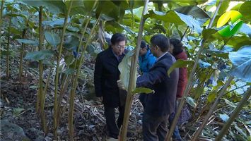 香料种植前景_种植什么香料致富_香料致富种植方案