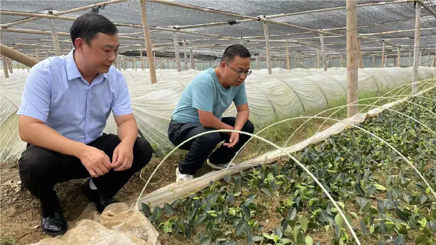 图为教授杜洋文深入田间地头服务“三农”（杨忠 摄）