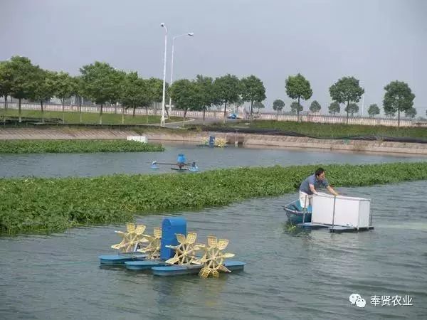 淡化白美虾养殖基地_养南美白对虾虾苗_南美白虾养殖技术大全