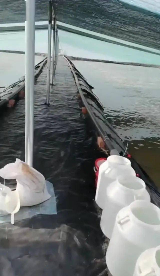 虾蟹混养养殖技术_致富经虾蟹混养_虾蟹共养同养殖有什么好处