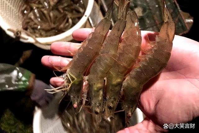 养南美白对虾虾苗_南美白虾养殖技术大全_淡化白美虾养殖基地