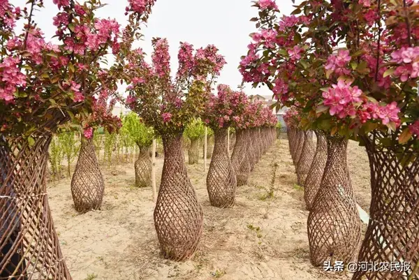 “海棠”花瓶编制致富经