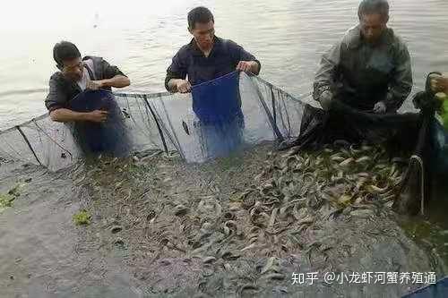 养殖圆泥鳅致富_圆桶养殖泥鳅_泥鳅养殖赚钱吗